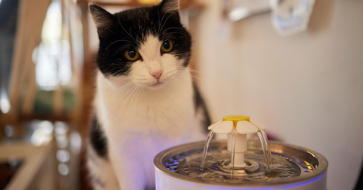 Pros and Cons of Pet Water Fountains